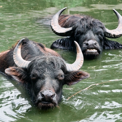 Buffle d'eau - De Zonnegloed - Refuge pour animaux
